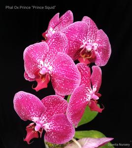 Phalaenopsis OX Prince