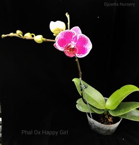 Phalaenopsis OX Happy Girl