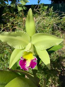 Rhyncholaeliocattleya Greenwich