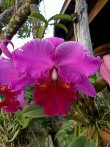 Calanthe Lucky Strike