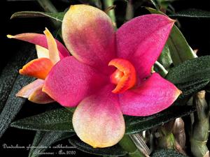 Dendrobium Mtn's Butterfly Kisses