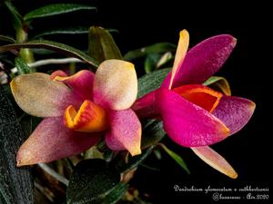 Dendrobium Mtn's Butterfly Kisses