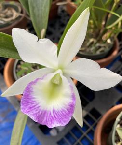 Brassocattleya Windward Flare