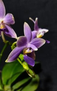 Phalaenopsis Jiaho Blueberry