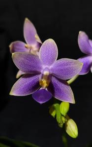 Phalaenopsis Jiaho Blueberry