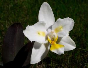 Phalaenopsis Joy Spring Venus