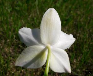 Phalaenopsis Joy Spring Venus