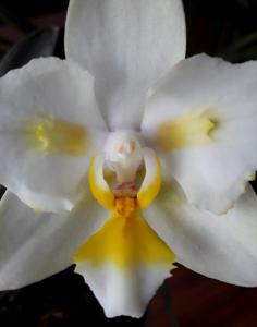 Phalaenopsis Joy Spring Venus