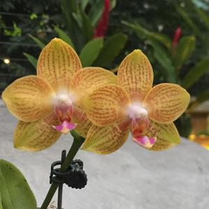 Phalaenopsis Nico Tiger Prince