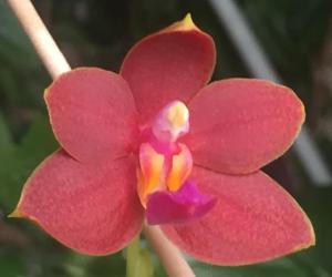 Phalaenopsis I-Hsin Salmon