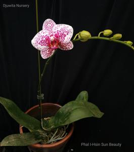 Phalaenopsis I-Hsin Sun Beauty