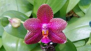 Phalaenopsis Zheng Min Voldemort