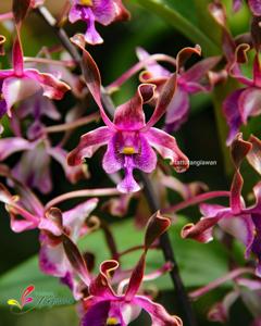 Dendrobium Yosie Beauty