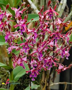 Dendrobium Yosie Beauty