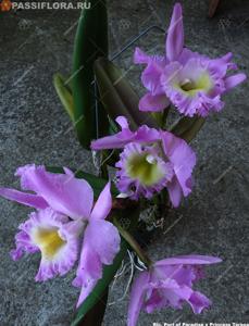 <i>Rhyncholaeliocattleya</i> Ports of Paradise-Princess Teresa