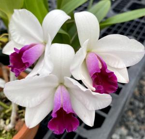 Rhyncholaeliocattleya Mayor Yamasaki