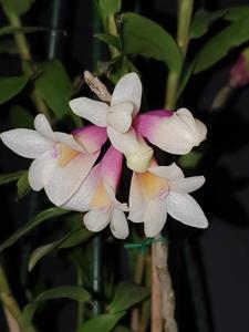 Dendrobium Pink Glow