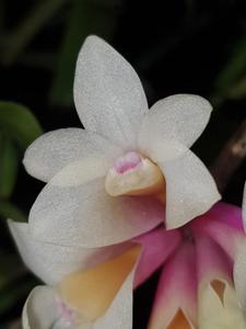 Dendrobium Pink Glow