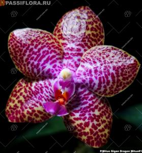 Phalaenopsis Mituo Gigan Dragon