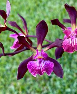 Encyclia Thomas Fennell