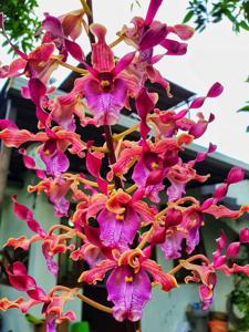 Dendrobium Rita Subowo