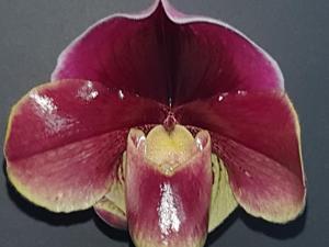 Paphiopedilum Orchilla