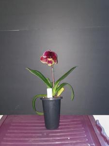 Paphiopedilum Orchilla