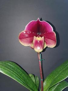 Paphiopedilum Orchilla