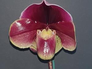 Paphiopedilum Orchilla