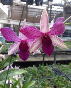 Dendrobium Yuli Saptaning Hidayah