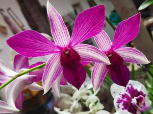 Dendrobium Yuli Saptaning Hidayah