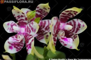Phalaenopsis Yaphon Twisted Roll
