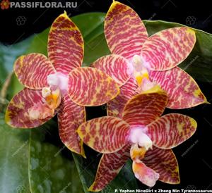 Phalaenopsis Yaphon Twisted Roll