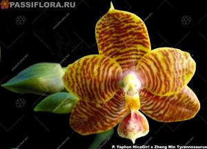 Phalaenopsis Yaphon Twisted Roll