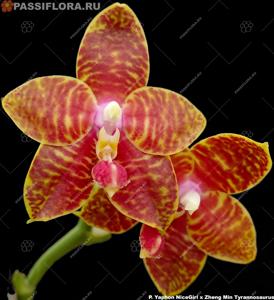 Phalaenopsis Yaphon Twisted Roll