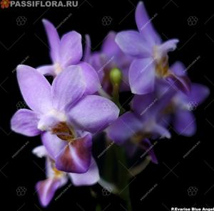 Phalaenopsis Evarise Blue Angel