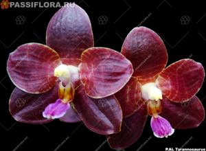 Phalaenopsis AL Tyrannosaurus