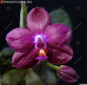 Phalaenopsis Ember