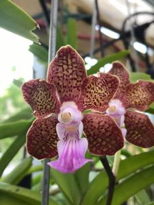 Vanda Robert Moorhead