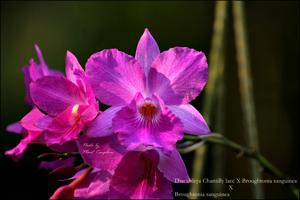 Cautonleya Chantilly Lace-sanguinea-sanguinea