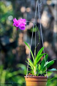 Cautonleya Chantilly Lace-sanguinea-sanguinea