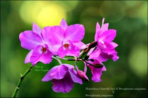 Cautonleya Chantilly Lace-sanguinea-sanguinea