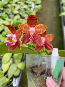 Phalaenopsis Mituo Ambo