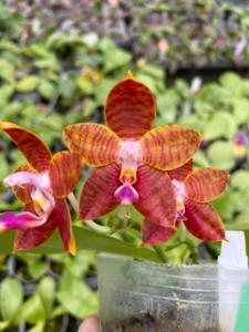 Phalaenopsis Mituo Ambo