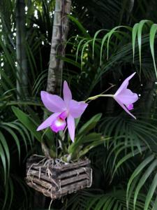 Laelia Maronii