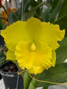 Rhyncholaeliocattleya Thongsupran