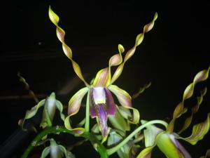 Dendrobium Ranti Pager Aji