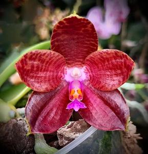 Phalaenopsis LD Giga King