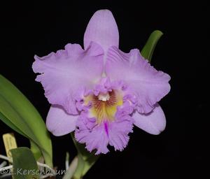 Rhyncholaeliocattleya Mahina Yahiro