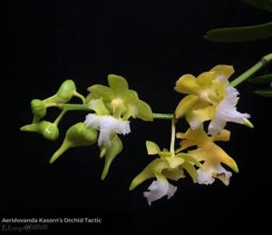 Aeridovanda Kasorn's Orchid Tactic